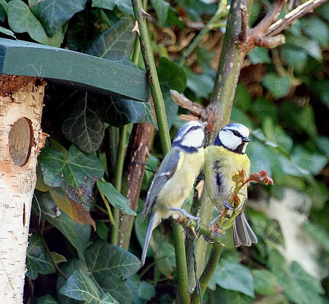 Love birds